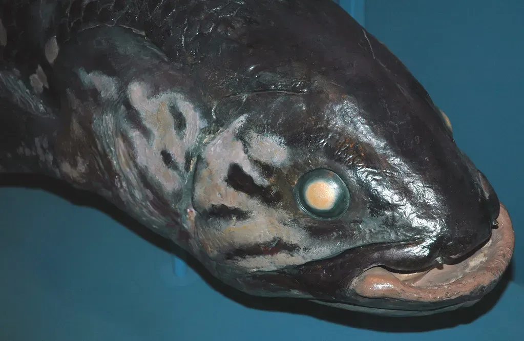 4. You’re Dealing with a True Deep-Sea Night Owl (James St. John, Flickr, CC BY 2.0)