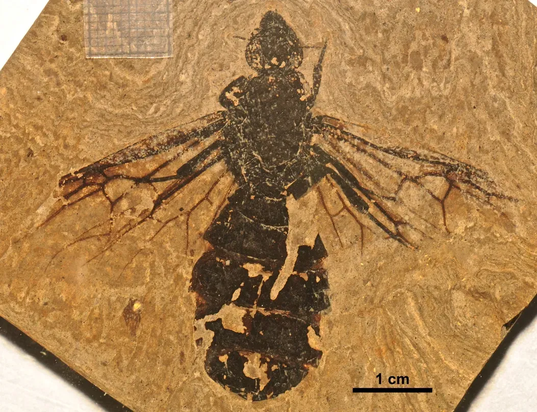 #12 - The Hummingbird-Sized Ant That Hid In Plain Sight (By Ute Kiel, CC BY 4.0)