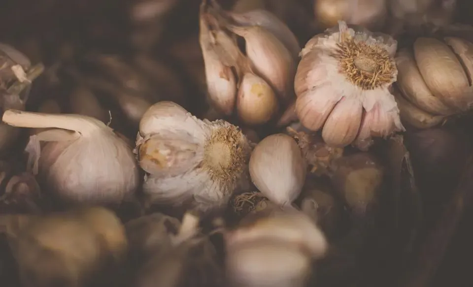 Spices, garlic, and the surprising sophistication of ancient flavor (Image Credits: Stocksnap)