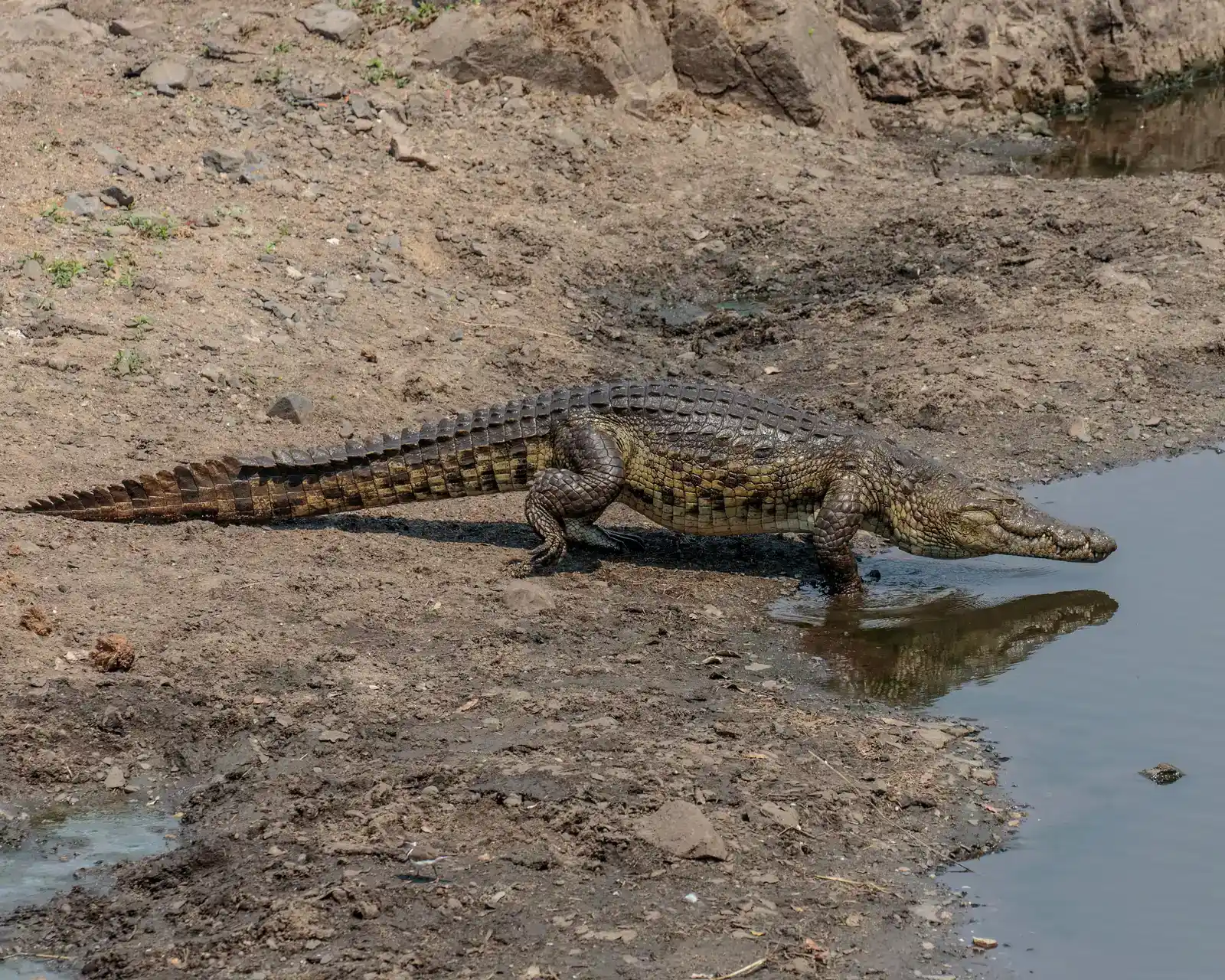 #10 - A Tail That Never Needed Redesigning (Nile Crocodile, CC BY 2.0)