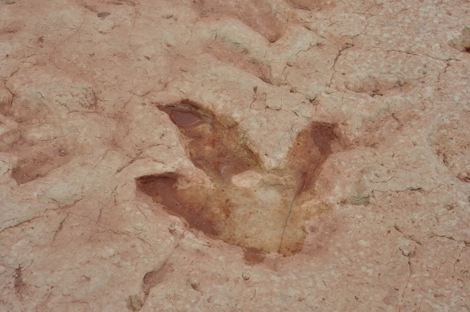 Trackways and Traces: Reading Behavior from Stone (Image Credits: Wikimedia)