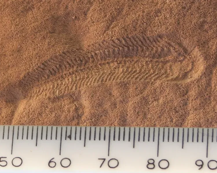 #17 - Spriggina, the Fossil That Named an Entire Period (No machine-readable source provided. Own work assumed (based on copyright claims)., CC BY 2.5)