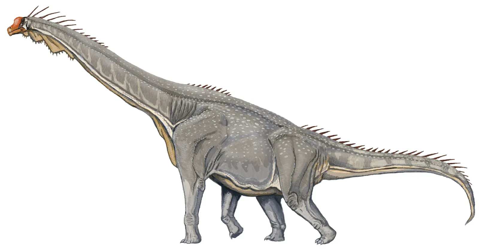 Brachiosaurus: The High Browser (Image Credits: Wikimedia)