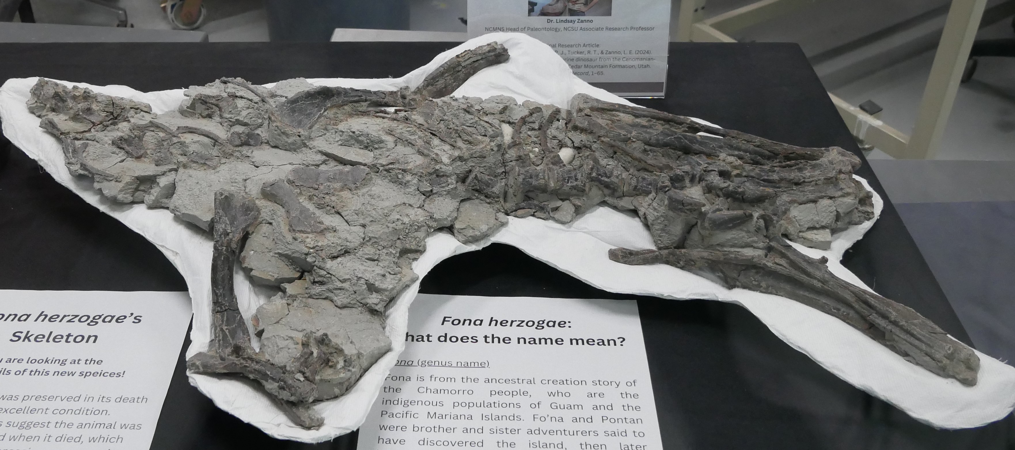 Fona herzogae: The Underground Pioneer (Image Credits: Wikimedia)