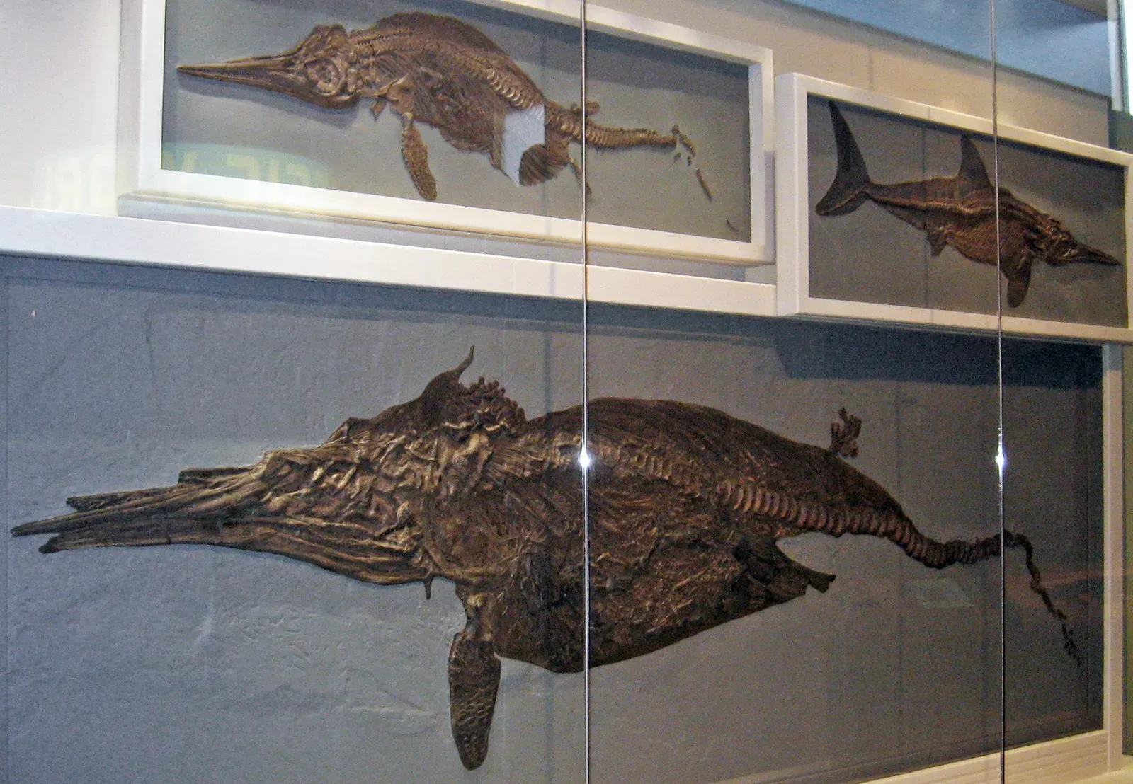 Fossil Snapshots of Birth: What the Rocks Really Show (Stenopterygius quadriscissus (fossil ichthyosaurs) (Posidonia Shale, Lower Jurassic; Holzmaden area, Germany), CC BY 2.0)