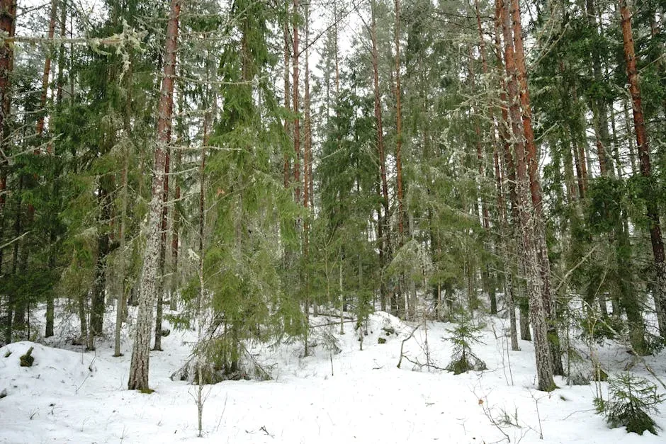 You Would Have Seen Lush Forests Near the Poles (Image Credits: Pexels)