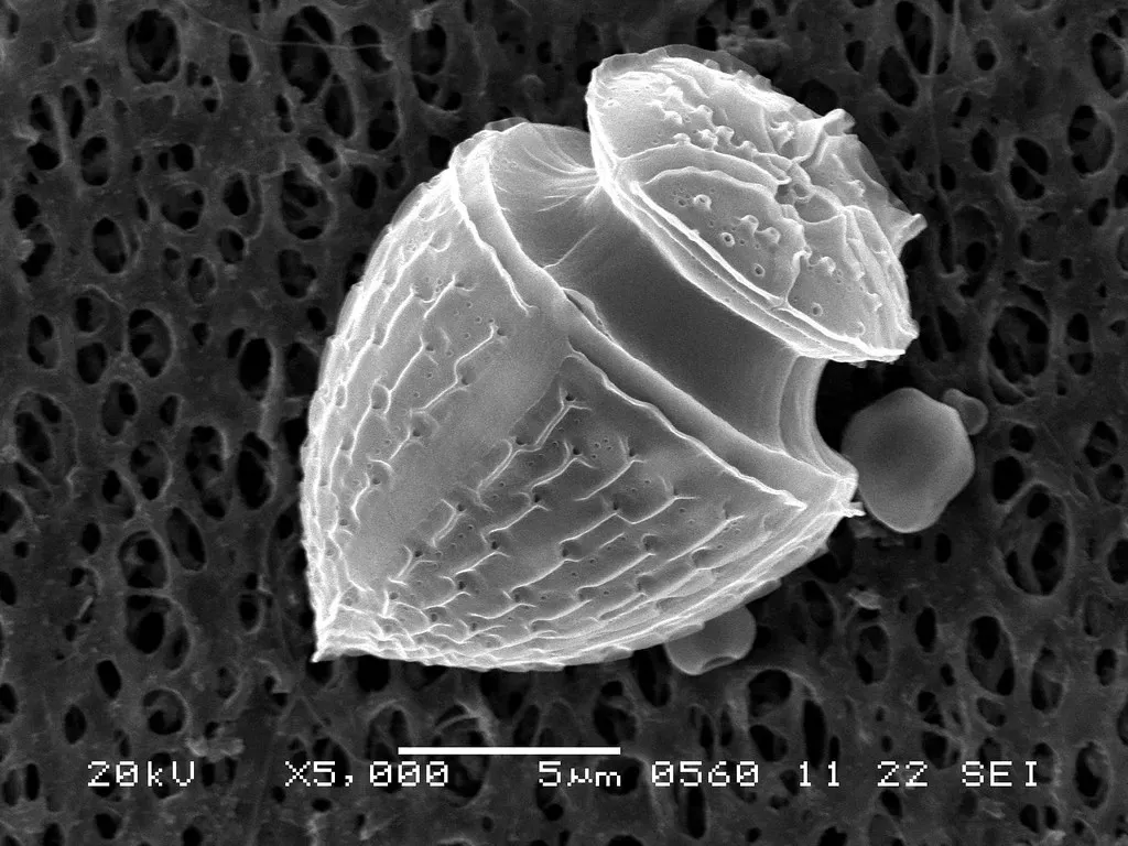 #3 - The 103 Ghost Species Hiding in One Dinoflagellate Genus (NOAA Photo Library, Flickr, CC BY 2.0)
