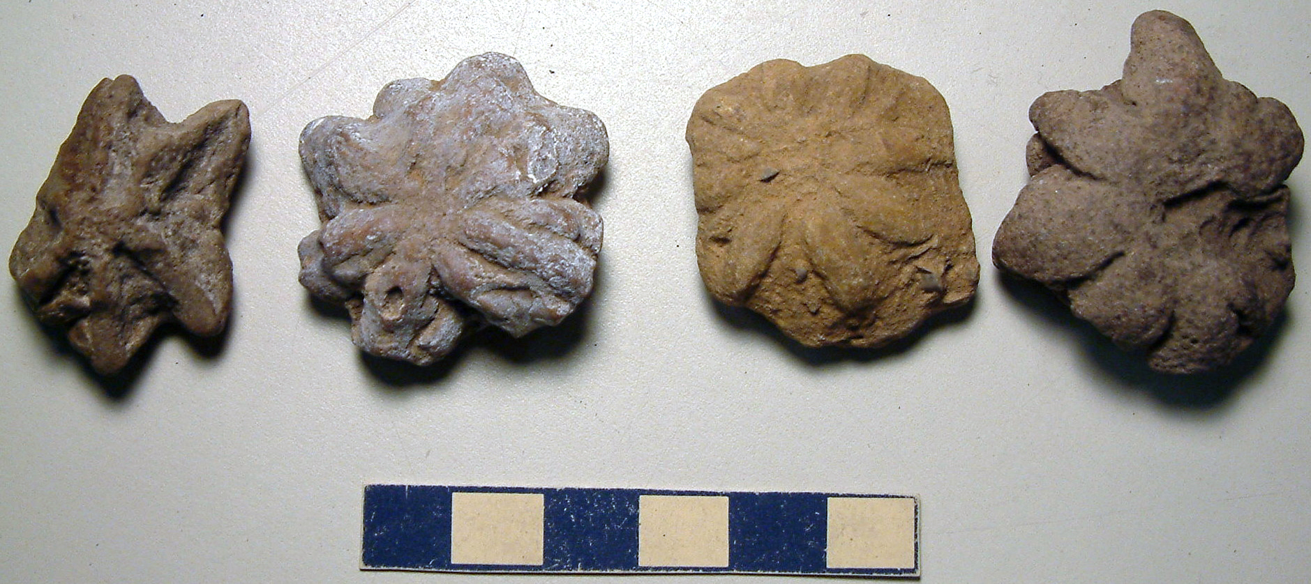 The Cambrian Explosion That Started Much Earlier (Image Credits: Wikimedia)