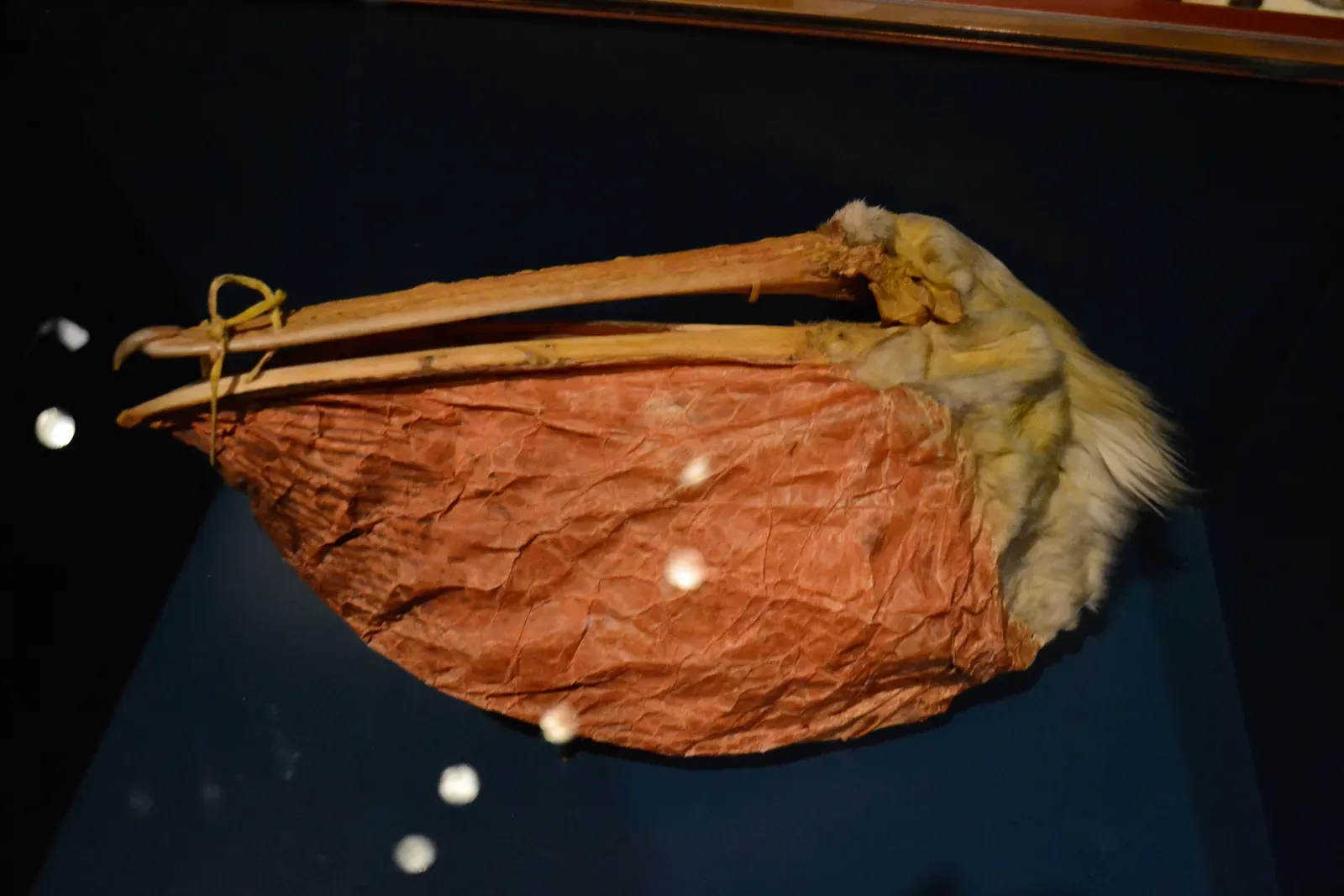 #1 - The 21-Year Lag Hiding in Plain Sight (Pelican head storage bag, CC BY 2.0)