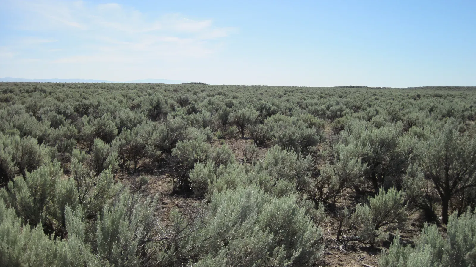 Threats Facing America's Oldest Ecosystems (Image Credits: Wikimedia)