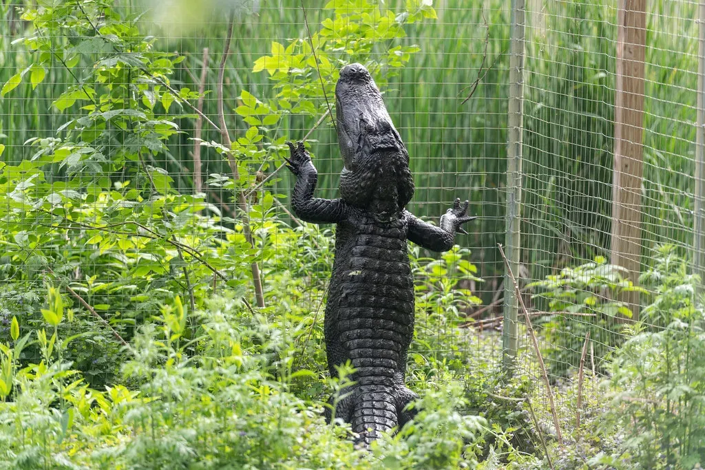 #10 - Alligators Can Climb, Despite What You've Heard (Eric Kilby, Flickr, CC BY-SA 2.0)
