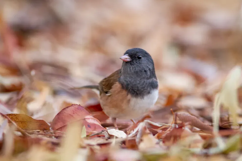 #12 - Birds Are Not Related to Dinosaurs. Birds Are Dinosaurs. (Image Credits: Stocksnap)