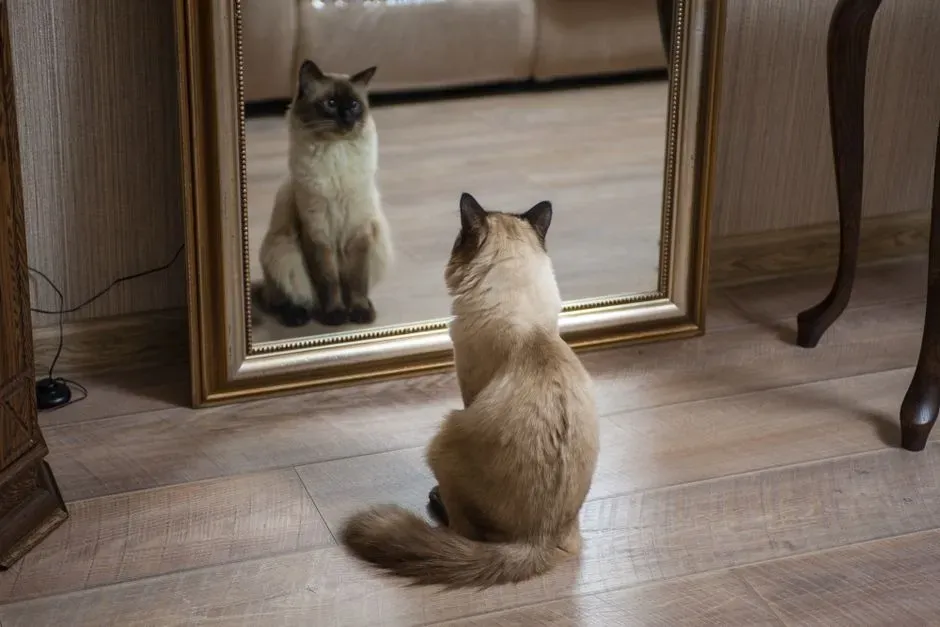 #13 - The Mirror Test Is the Gold-Standard Proof of Self-Awareness (Image Credits: Pexels)