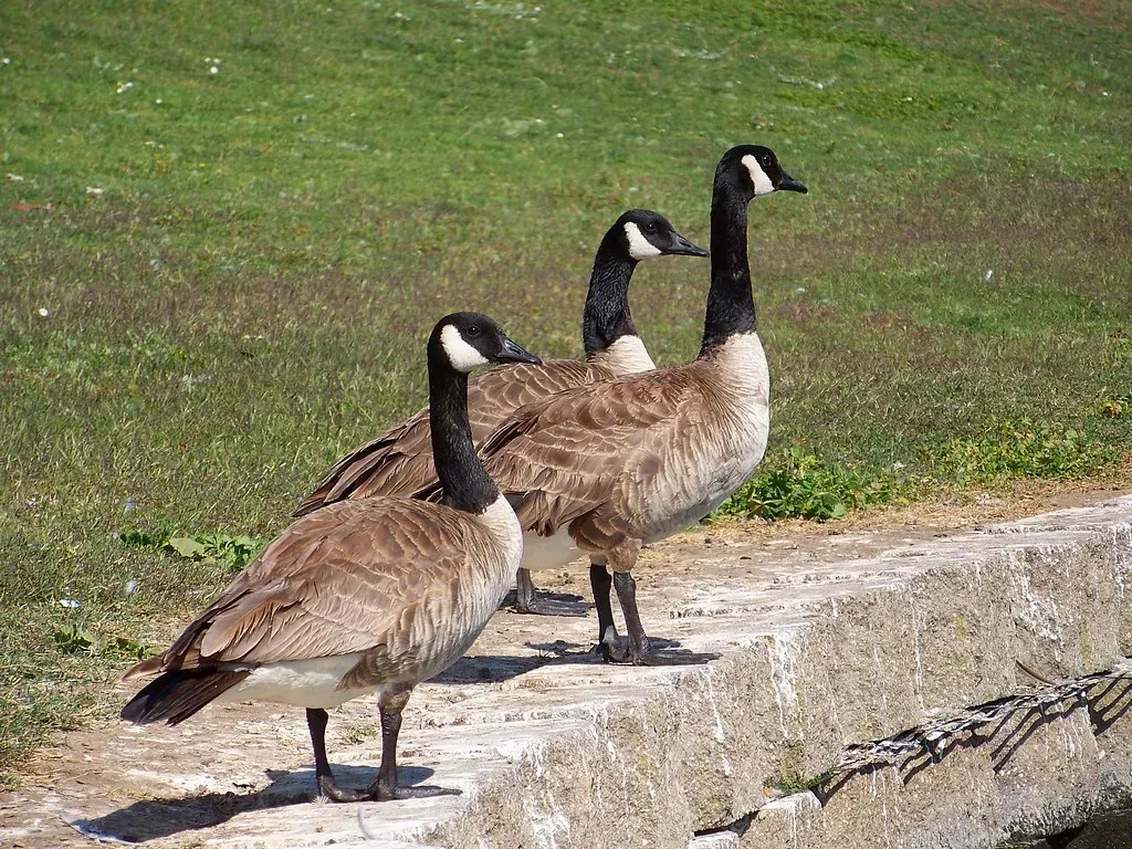 Living dinosaurs: what modern birds and reptiles reveal (D.C.Atty, Flickr, CC BY 2.0)