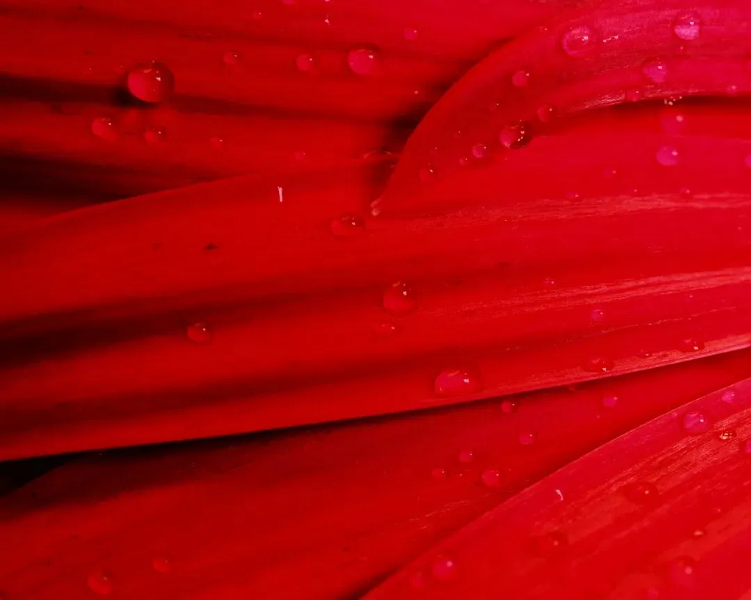 Red Lovers: The Passionate Achievers (Image Credits: Unsplash)