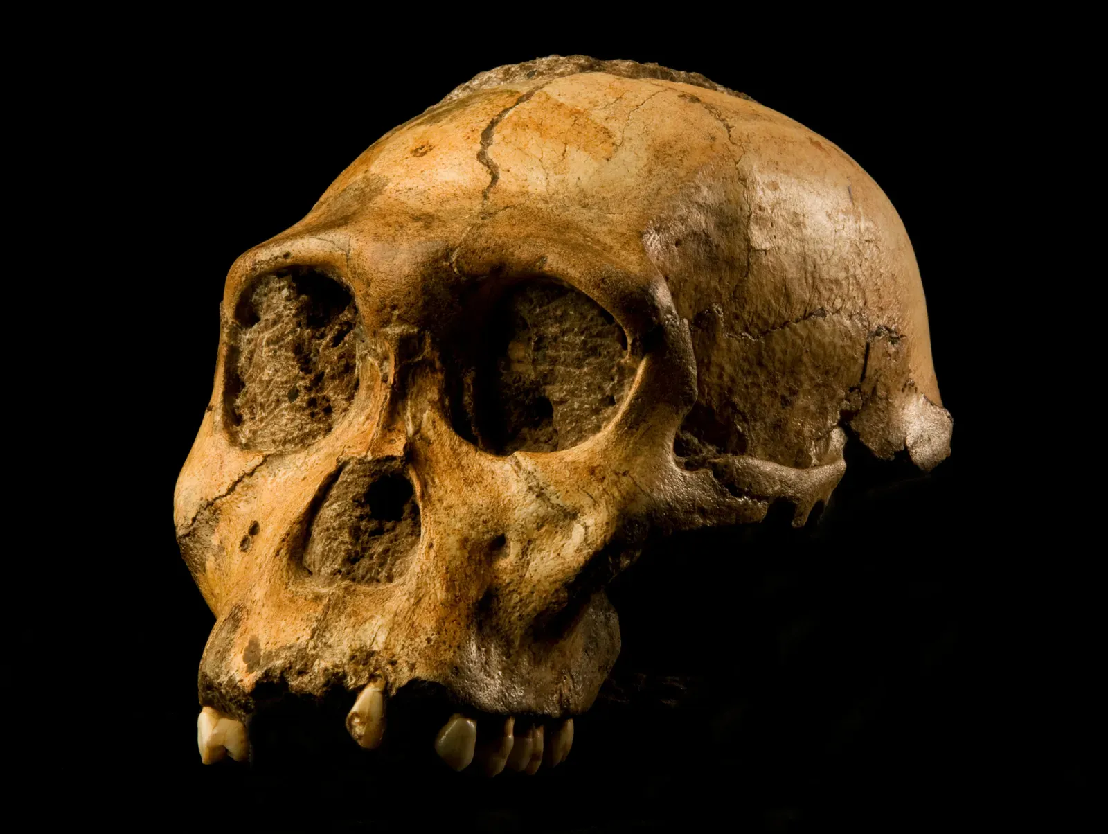 Human Evolution Gets Even Bushier (Image Credits: Wikimedia)