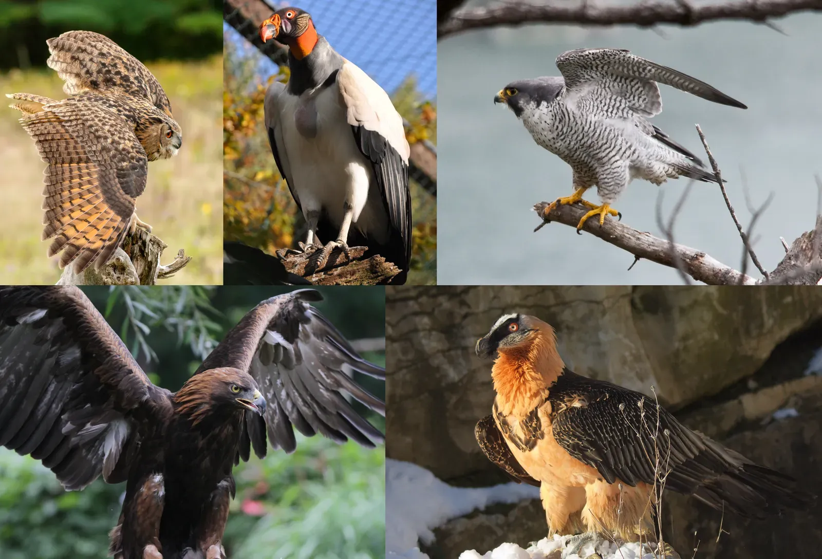 5. The “Dinosaur Extinction” Was Not Instant - and Some Dinosaurs Survived as Birds (Wikimedia Commons, CC BY 2.0)