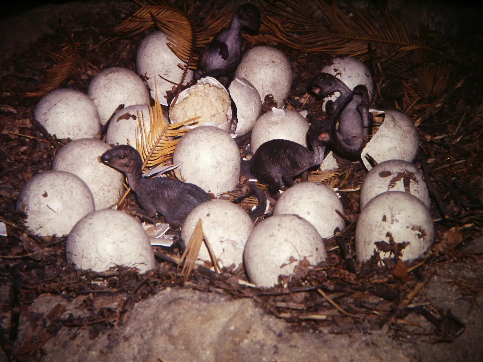 9. Some Dinosaur Young Stayed In Or Near The Nest After Hatching (Dinosaur Eggs & Hatchlings, CC0)