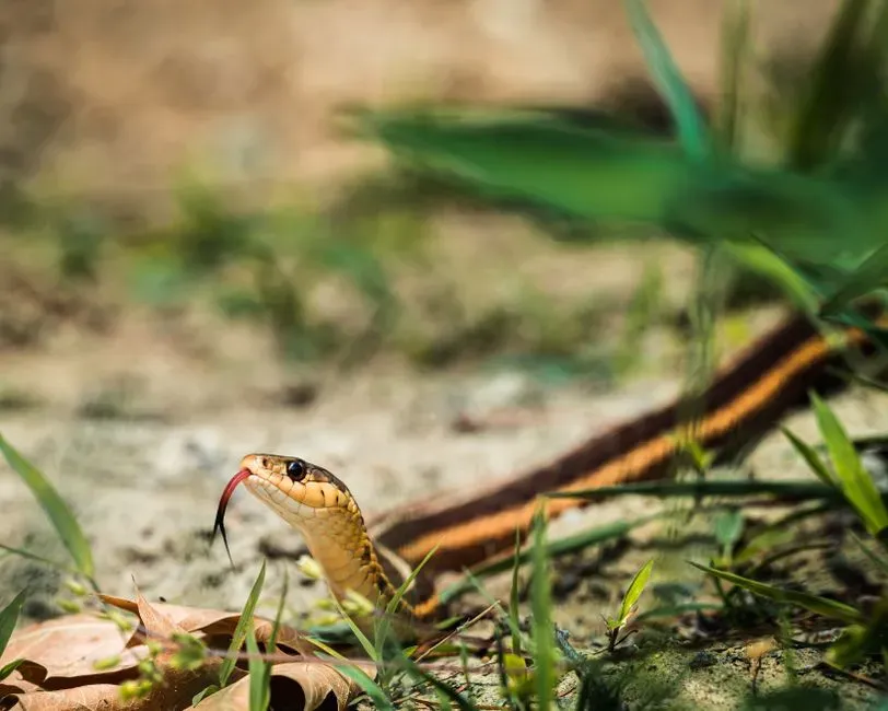 2. Evolution Rewarded People Who Spotted Snakes Early (Image Credits: Pexels)