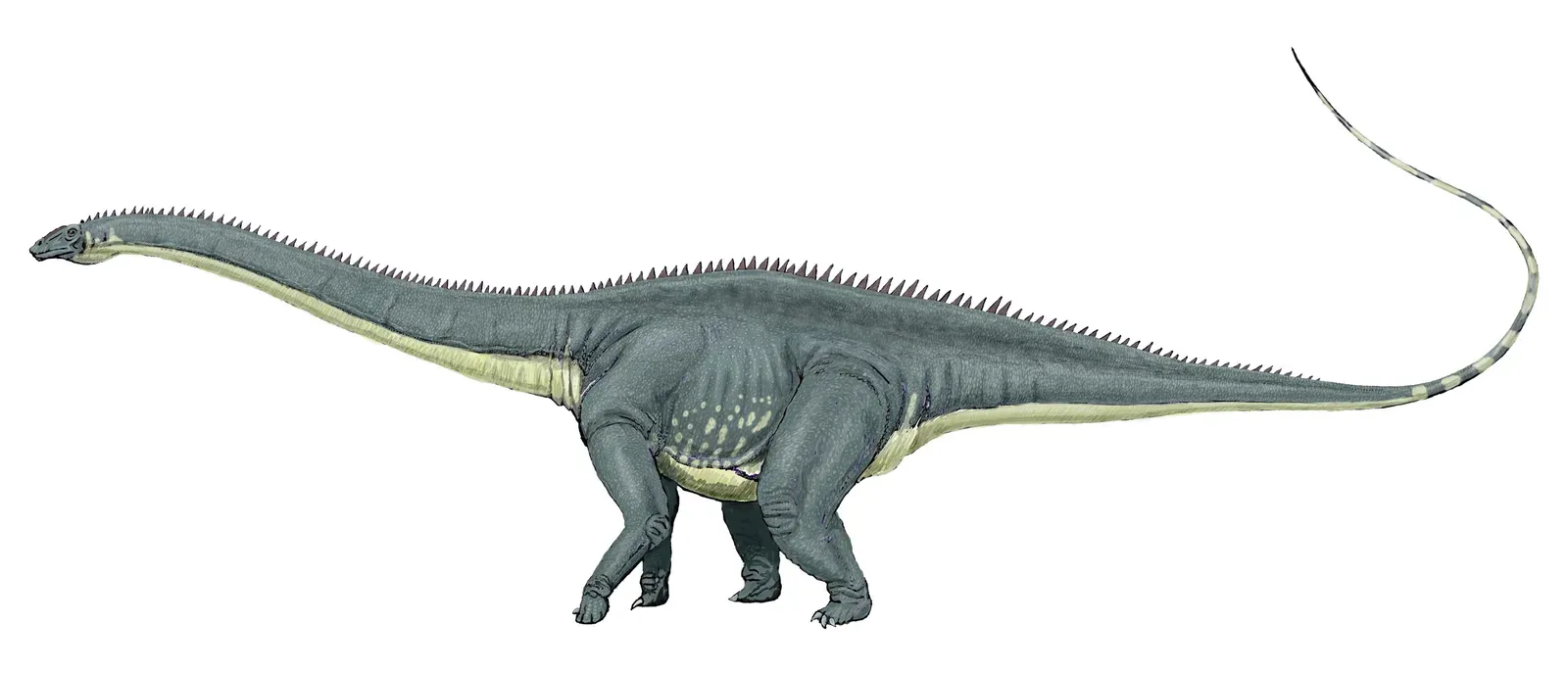 8. Seismosaurus (Diplodocus hallorum): The Misunderstood Giant (dmitrchel@mail.ru, CC BY 3.0)