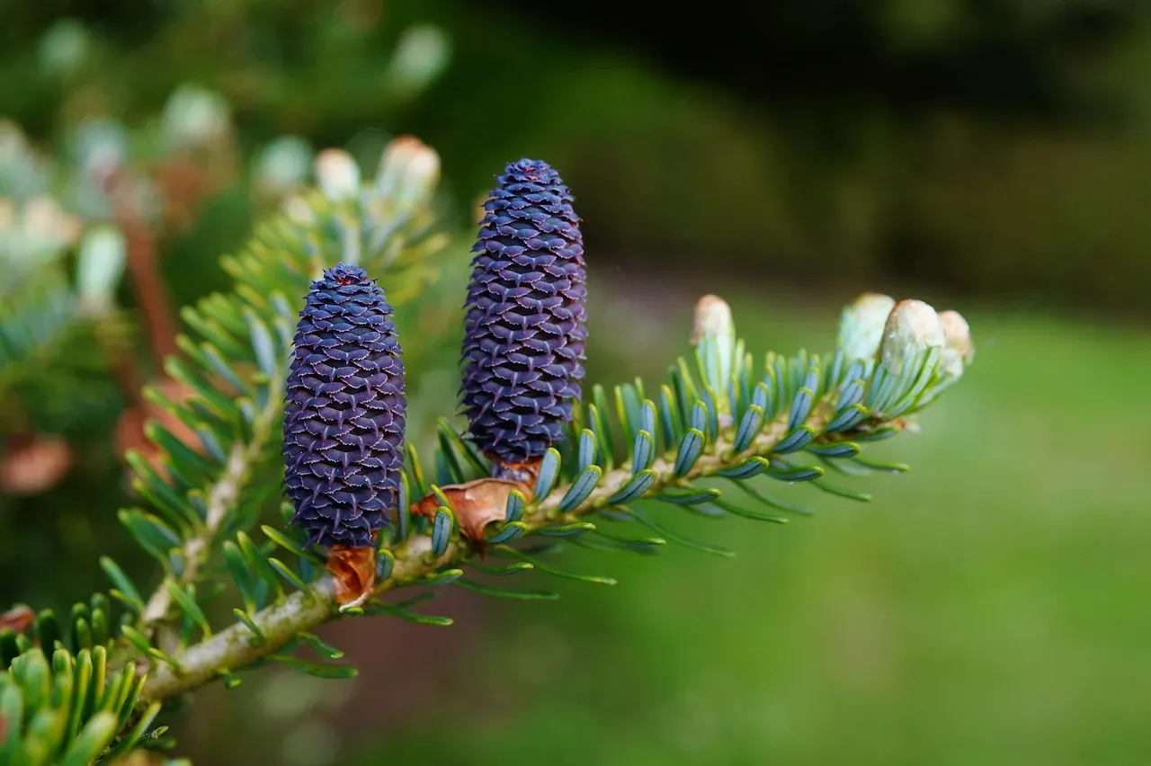 The Rise of Seed Plants and the First Conifer-Like Trees (Image Credits: Pixabay)