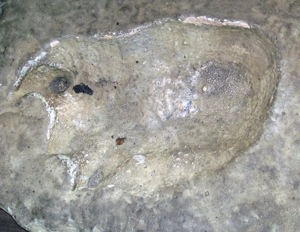 The Fossil Evidence That Changed Everything (Image Credits: Flickr)