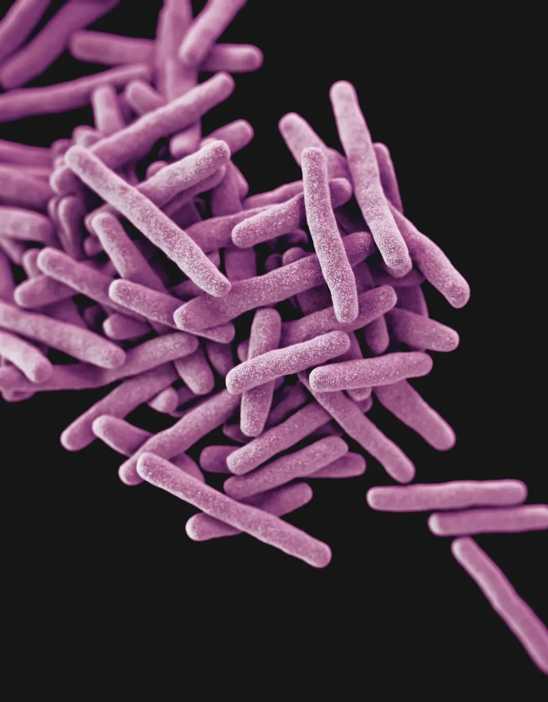Modern purple microbes: tiny survivors from an ancient strategy (Image Credits: Unsplash)