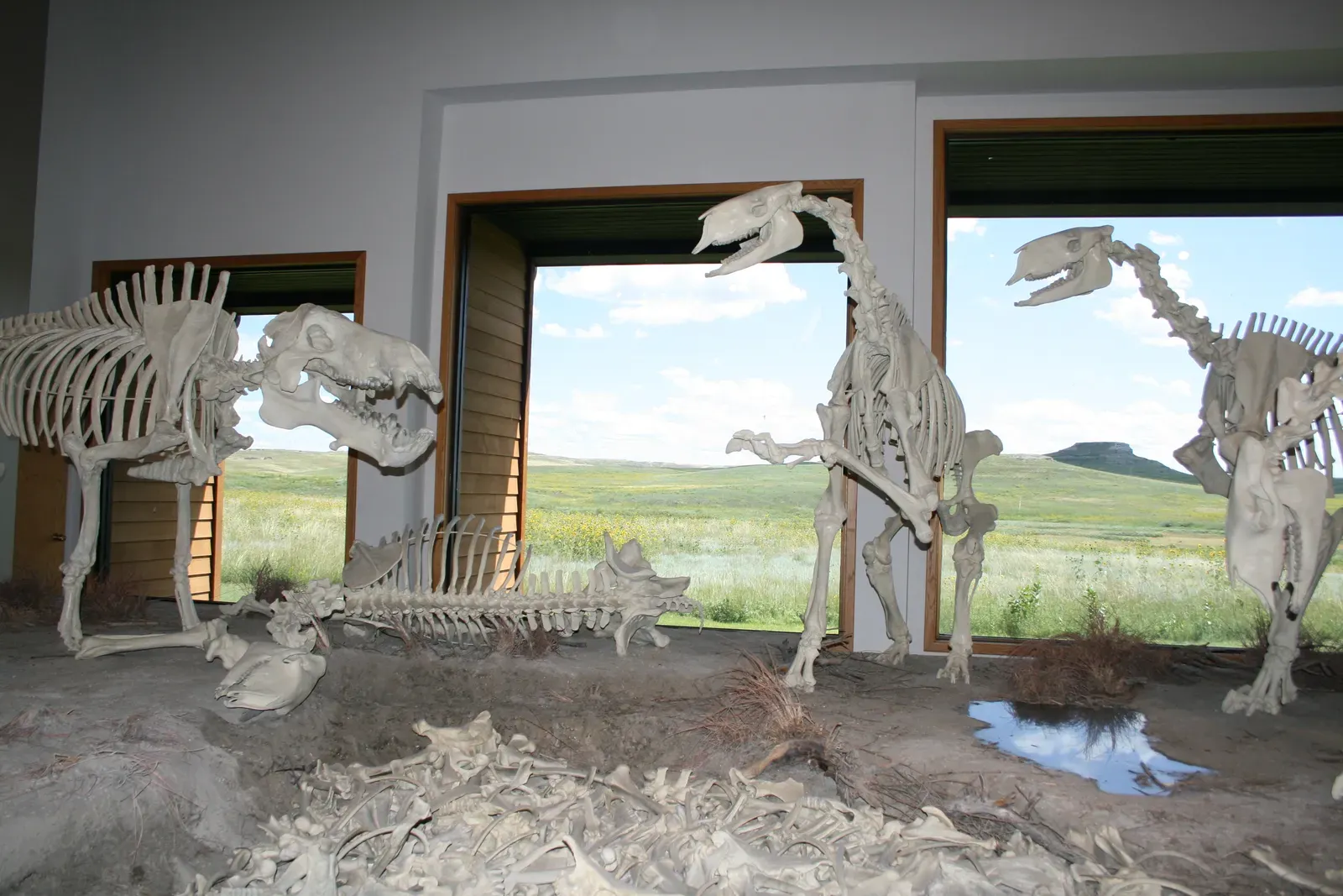 When Wyoming Was a Tropical Paradise (Image Credits: Wikimedia)