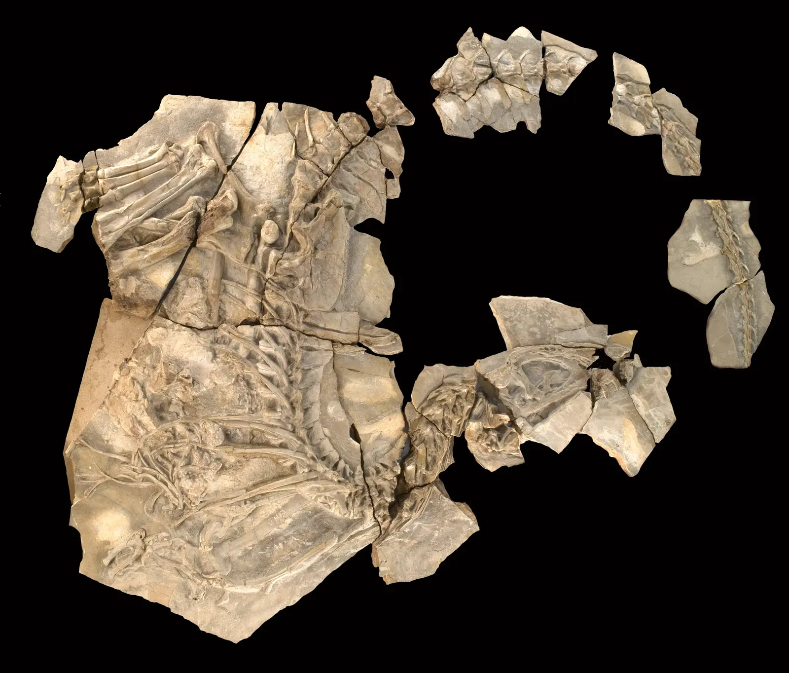 #12 - The Dinosaur With an Unexplained Hump (Concavenator Corcovatus 02Uploaded by FunkMonk, CC BY 2.0)
