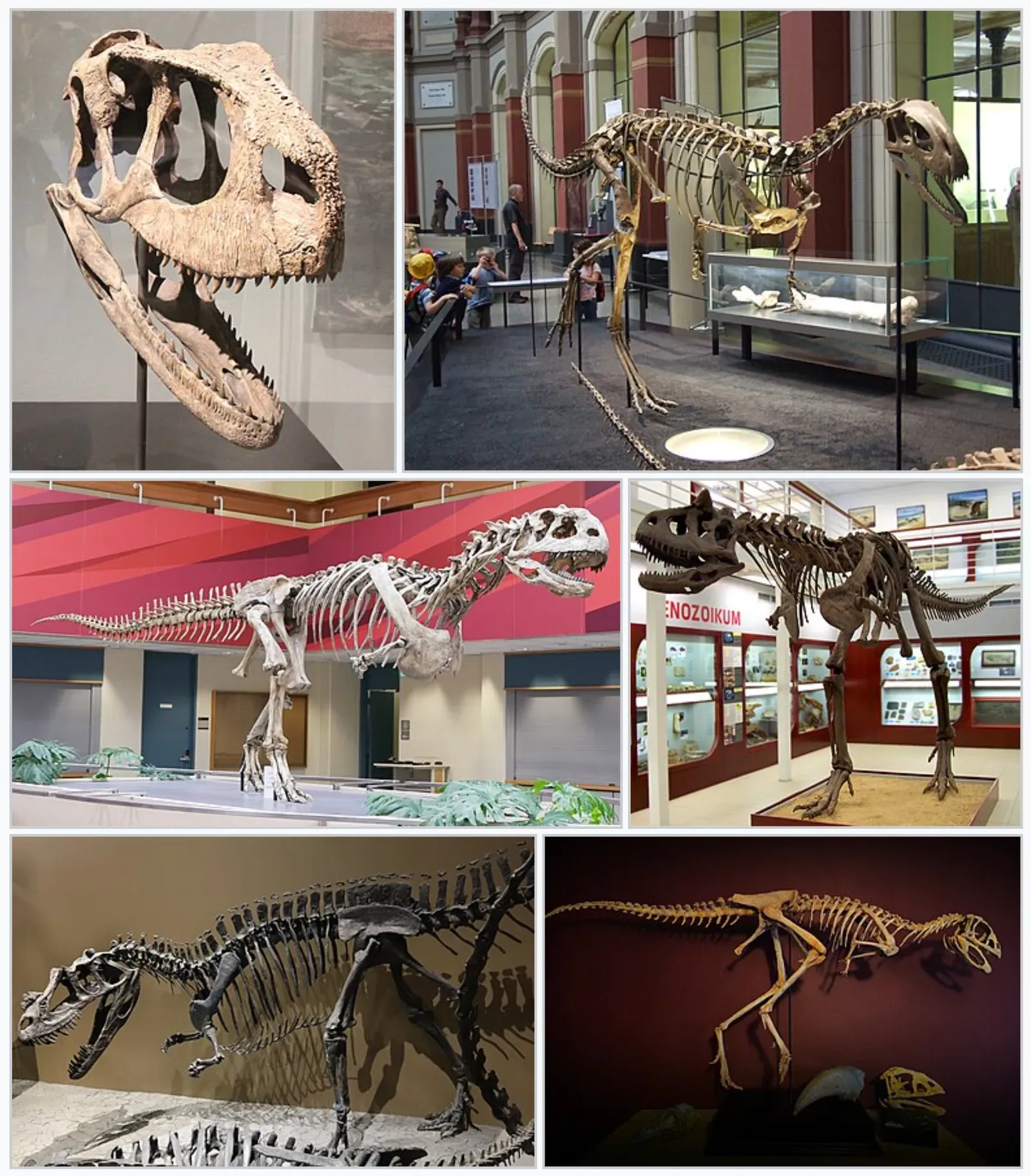 Not a Lone Oddball: Rugops and Its Bizarre Cousins (By Ryan Somma
User:Aktron
User:Skye McDavid
User:Packa
User:Jens Lallensack
User:Alexpritchardartist, CC BY-SA 4.0)