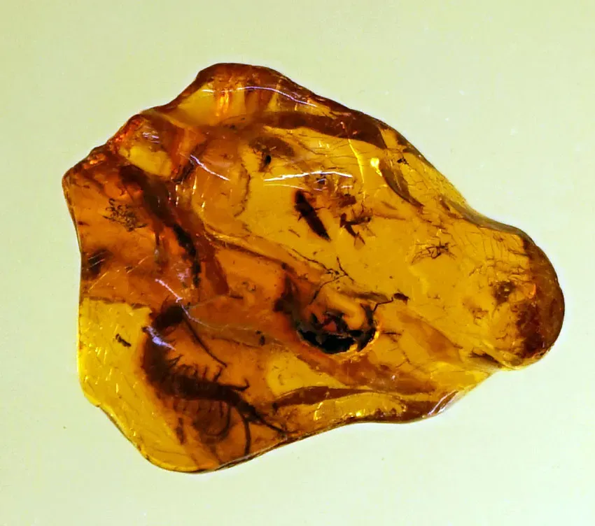 Revealing Ancient Food Webs and Parasitic Relationships (Image Credits: Wikimedia)