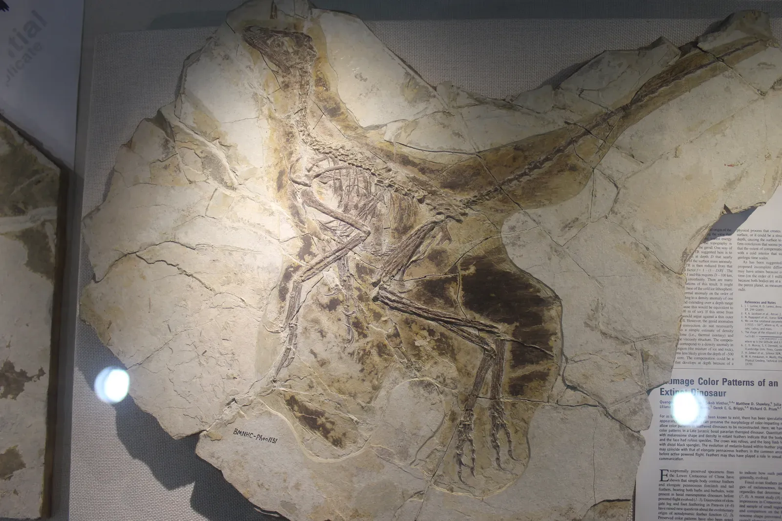 #18 - Anchiornis and Early Feathered Dinosaurs: Colorful, but Jointed Wrong (By Jonathan Chen, CC BY-SA 4.0)