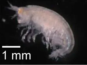 6. Amphipod Superfamilies Emerging from Deep-Sea Mining Zones (Bienhold C, Pop Ristova P, Wenzhöfer F, Dittmar T, Boetius A (2013) How Deep-Sea Wood Falls Sustain Chemosynthetic Life. PLoS ONE 8(1): e53590. doi:10.1371/journal.pone.0053590, CC BY 2.5)