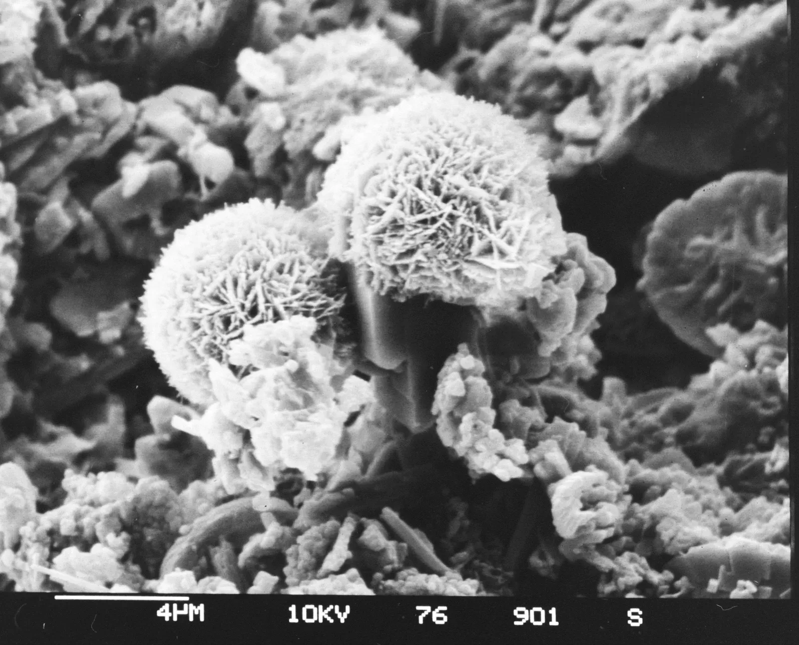 What These Ancient Fossils Mean for the Search for Life Beyond Earth (By Hannes Grobe/AWI, CC BY 3.0)