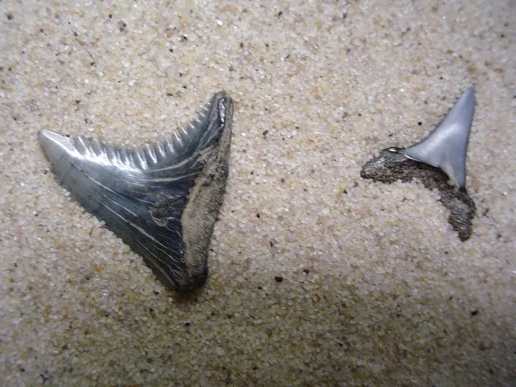 Teeth in the Rock: How Scientists Track Survivors (Image Credits: Flickr)