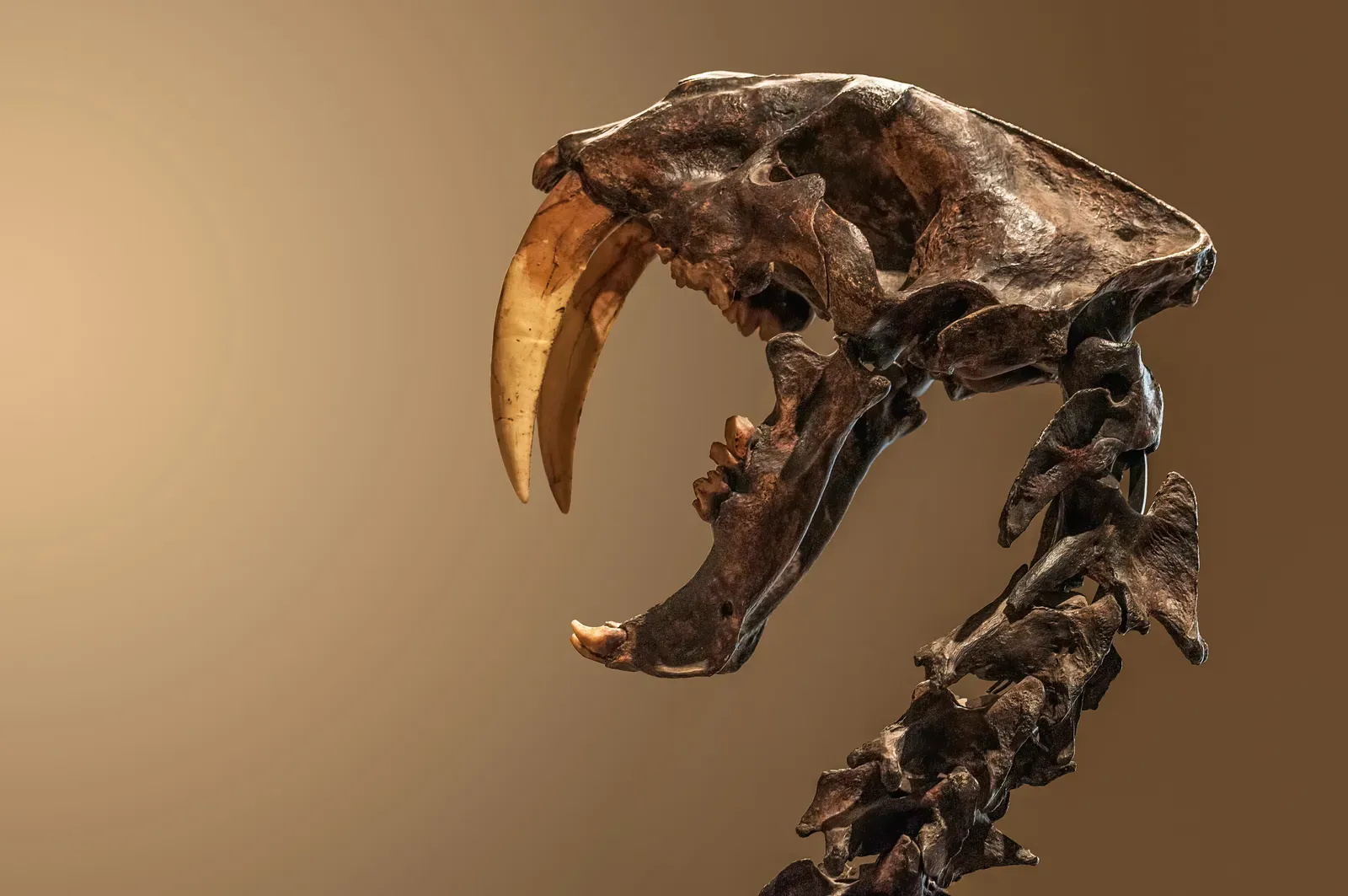 The Saber-Toothed Cat with Canines Built for Killing (Image Credits: Wikimedia)