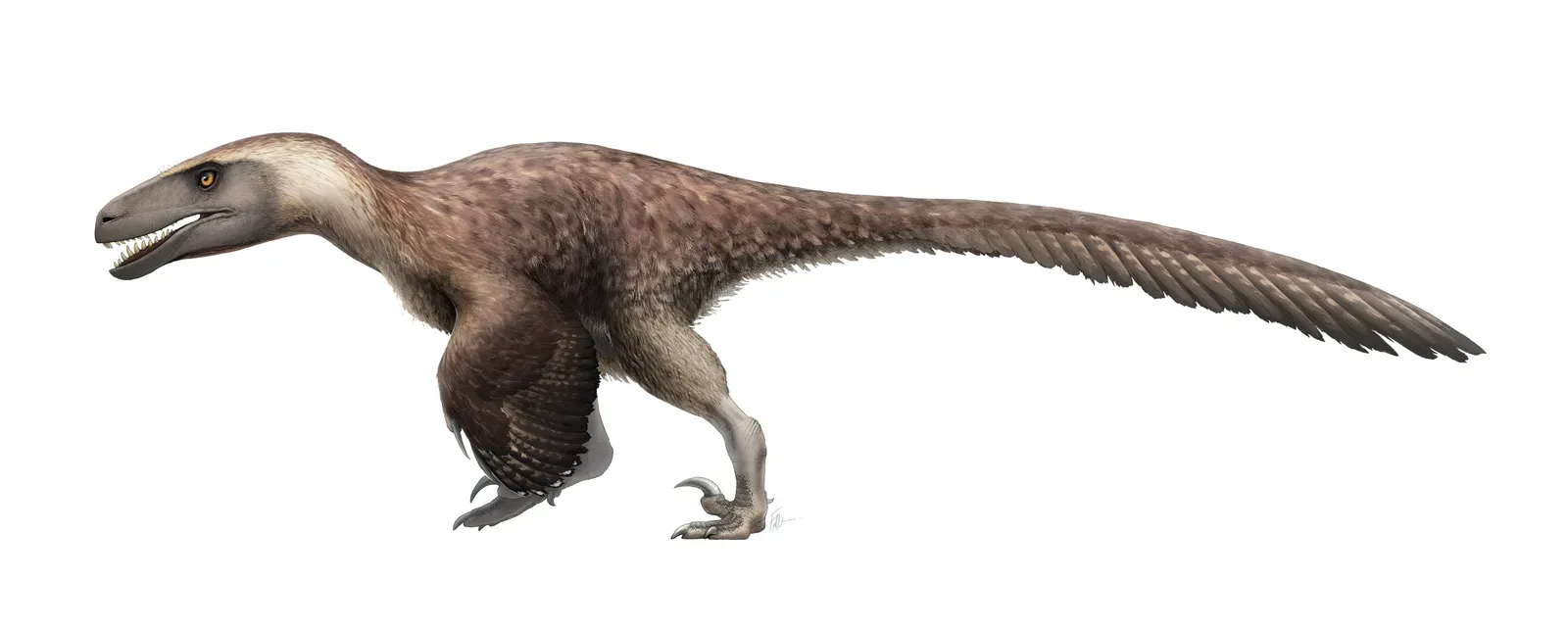 Scorpio – The Utahraptor: Strategic Pack Hunter, Intense, All-or-Nothing Survivor (By Fred Wierum, CC BY-SA 4.0)