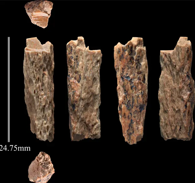 Denisovan DNA in Modern People: Ghosts Hiding in Our Genomes (Buckley, Michael; Derevianko, Anatoly; Shunkov, Michael; Procopio, Noemi; Comeskey, Daniel; Fiona Brock; Douka, Katerina; Meyer, Matthias et al. (2016-03-29). «Identification of a new hominin bone from Denisova Cave, Siberia using collagen fingerprinting and mitochondrial DNA analysis». Scientific Reports 6: 23559. ISSN 2045-2322. doi:10.1038/srep23559., CC BY-SA 4.0)