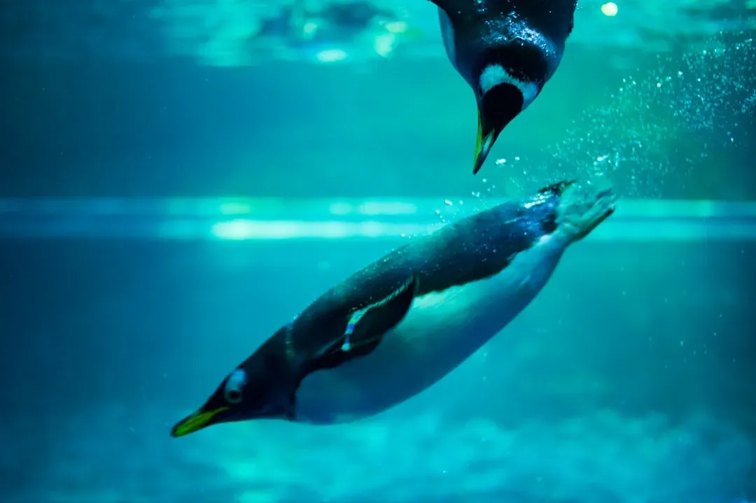 Energy Economics: Why Evolution “Chose” Swimming Over Flying (Image Credits: Unsplash)