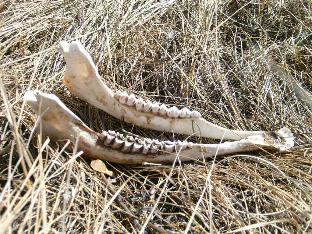#11 - The Deer Jawbone Resting on an Infant's Pelvis at Amud Cave (luckylynda74, Flickr, CC BY 2.0)