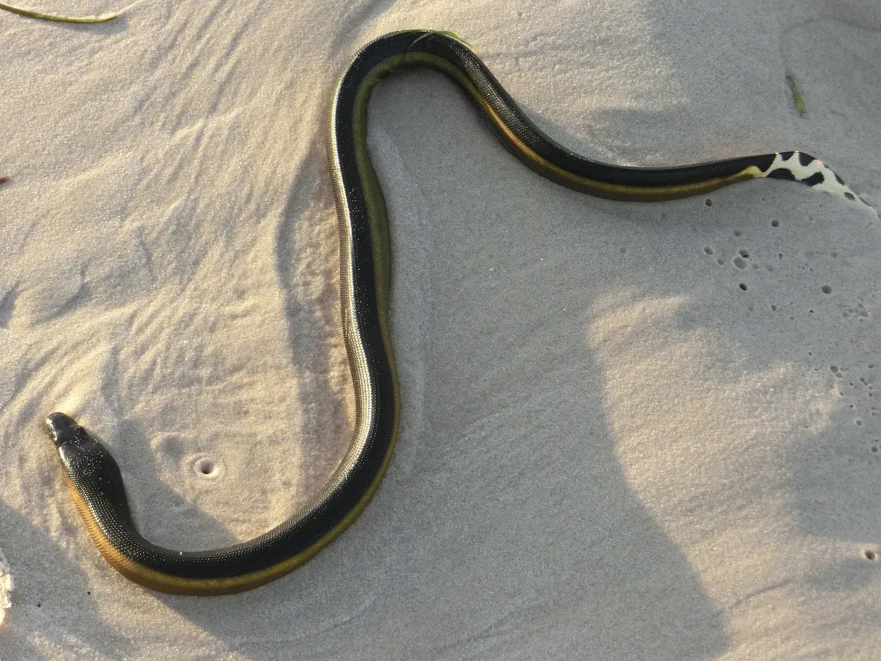 Gemini – The Sea Snake: Curious, Agile Communicator (Image Credits: Pixabay)