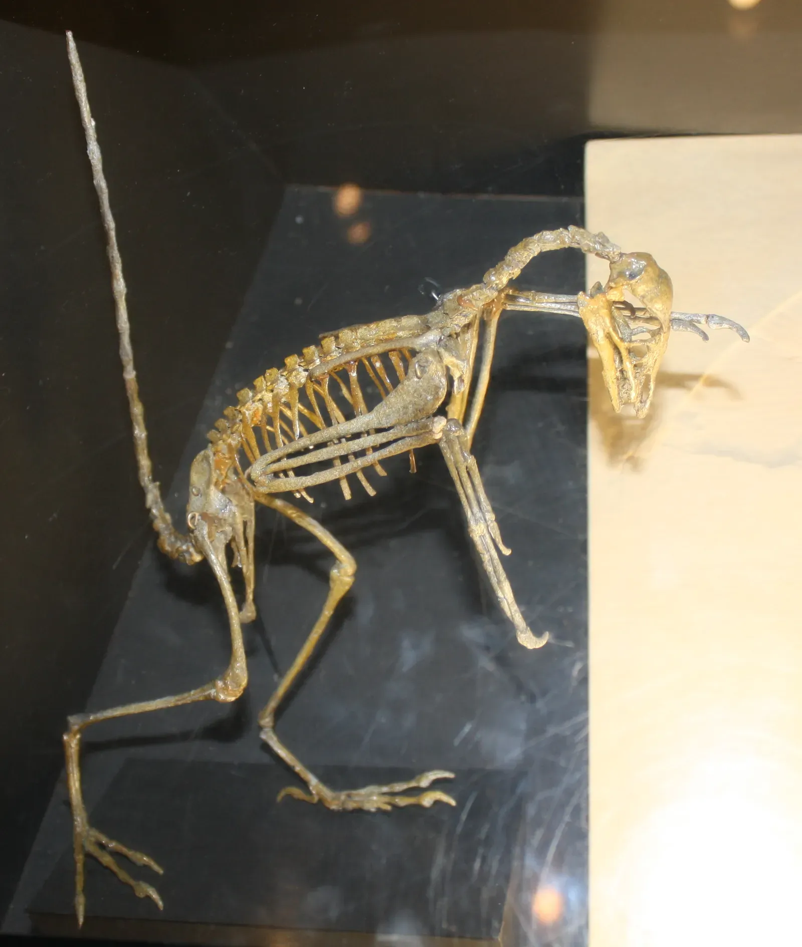 The Berlin Archaeopteryx Frozen in a Mid‑Air Flap It Likely Never Held (Uploaded from the Wikipedia Loves Art photo pool on Flickr, CC BY 2.5)