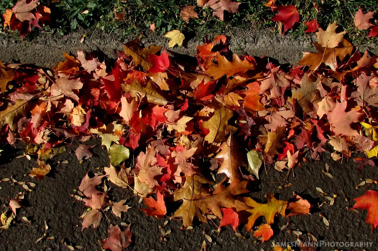 Conclusion: Reading the Mess the Wind Leaves Behind (Fallen Autumn Leaves, CC BY 2.0)