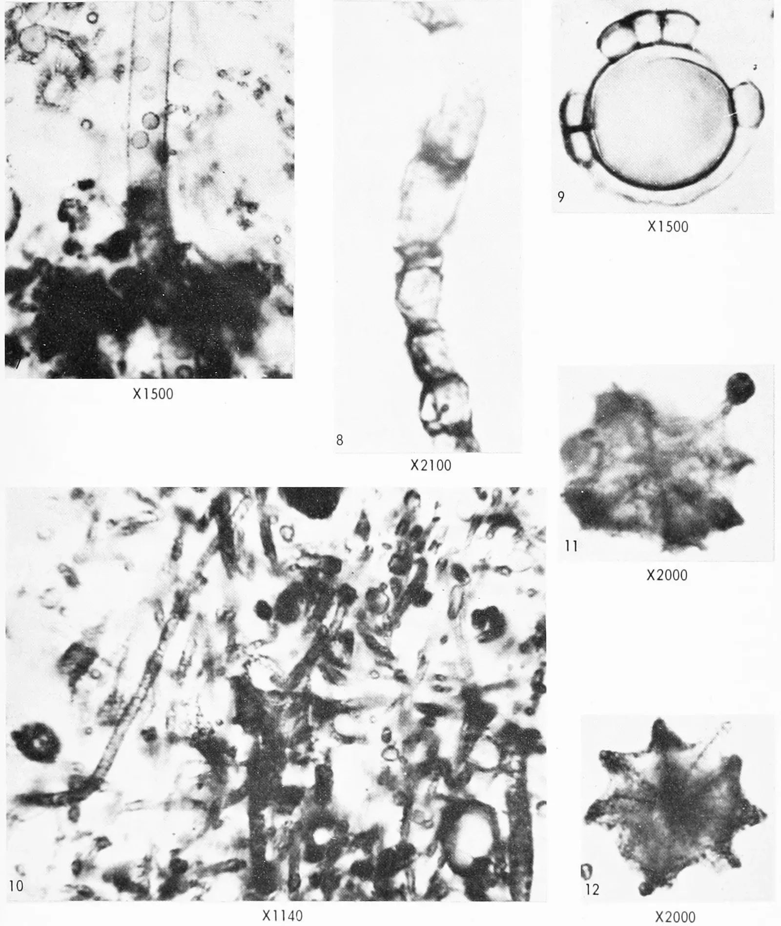 Microfossils and the Evolution of Complex Life (Image Credits: Wikimedia)
