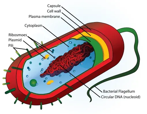 The First Survivors: Prokaryotes and Their Remarkable Toughness (Commons, Public domain)