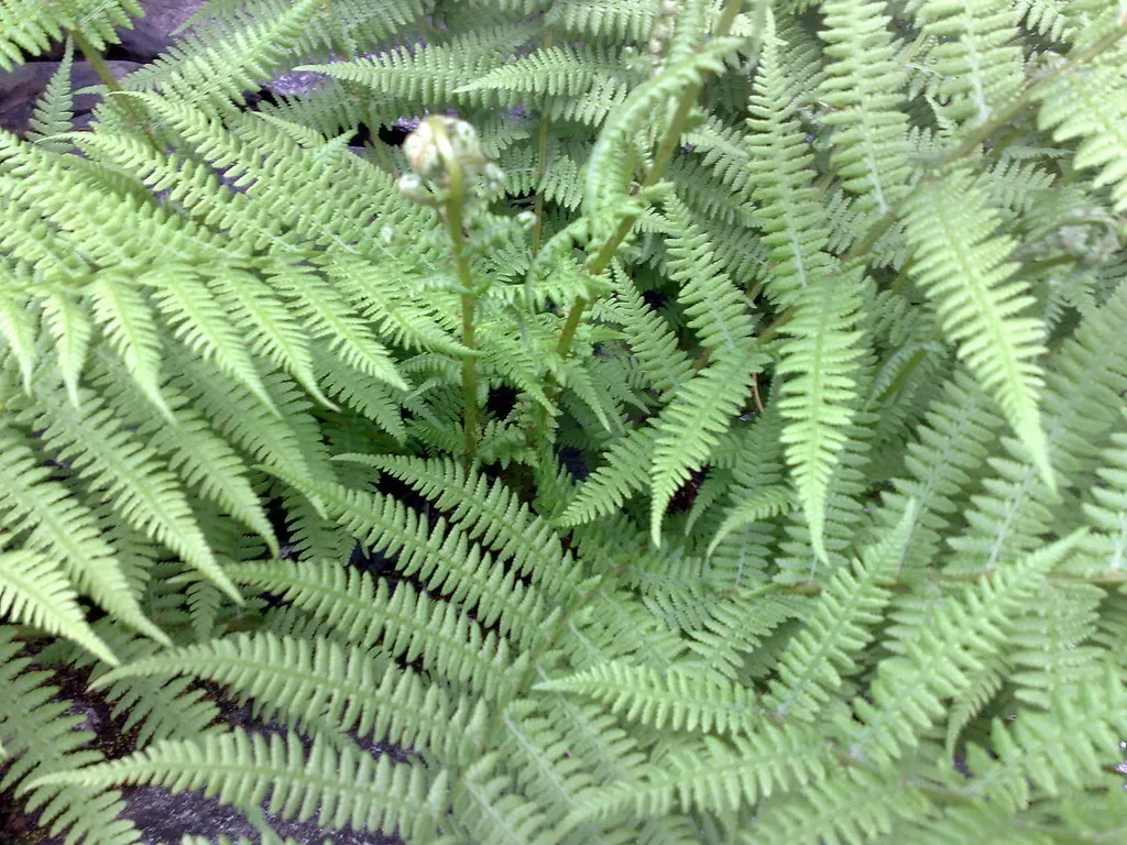 Ferns Dominated Dinosaur Diets More Than Previously Thought (Image Credits: Flickr)