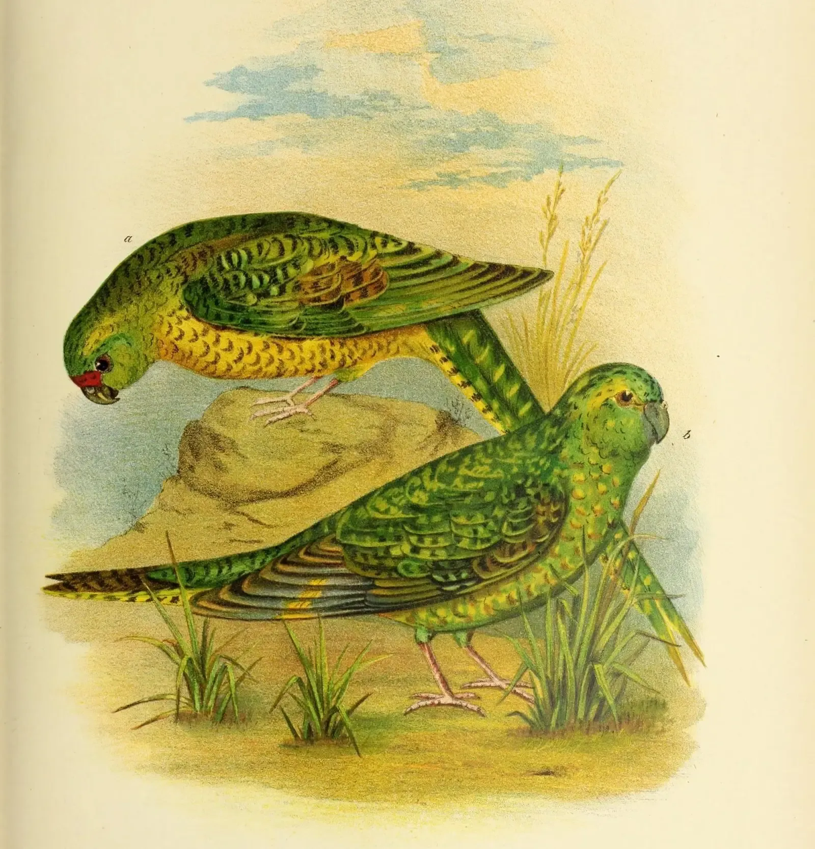 #2 - Night Parrot: Australia's Ultimate Birding Ghost (Image Credits: Wikimedia)