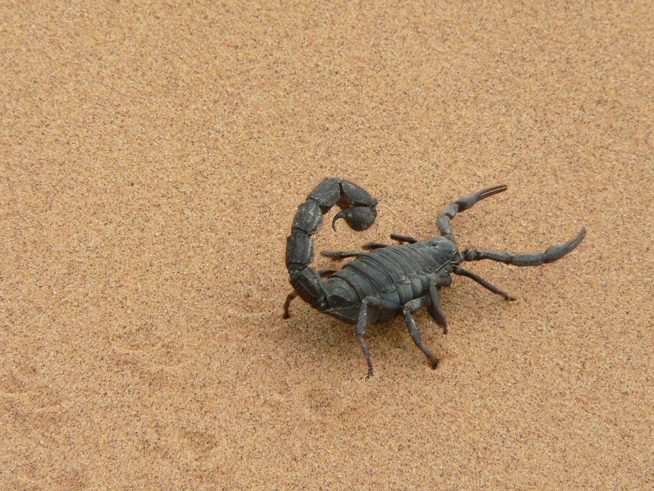 Scorpio: The Scorpion's Mysterious Power (Image Credits: Pixabay)