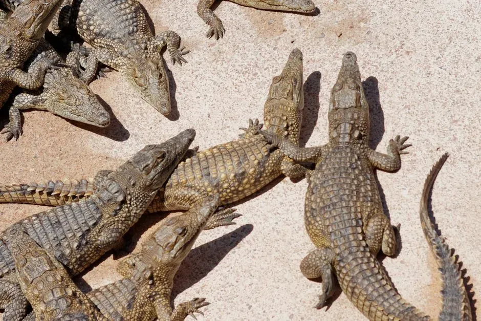1. Crocodilians: Ambush Survivors From the Age of Dinosaurs (Image Credits: Pexels)