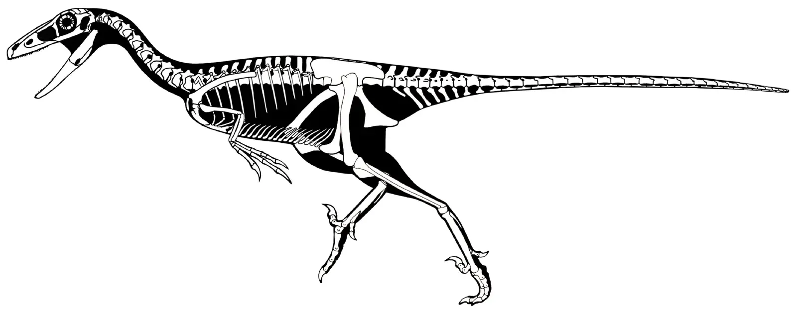 The Eyes That Turned Night Into a Hunting Ground (Zanno LE, Varricchio DJ, O'Connor PM, Titus AL, Knell MJ (2011) A New Troodontid Theropod, Talos sampsoni gen. et sp. nov., from the Upper Cretaceous Western Interior Basin of North America. PLoS ONE 6(9): e24487. doi:10.1371/journal.pone.0024487, CC BY 2.5)